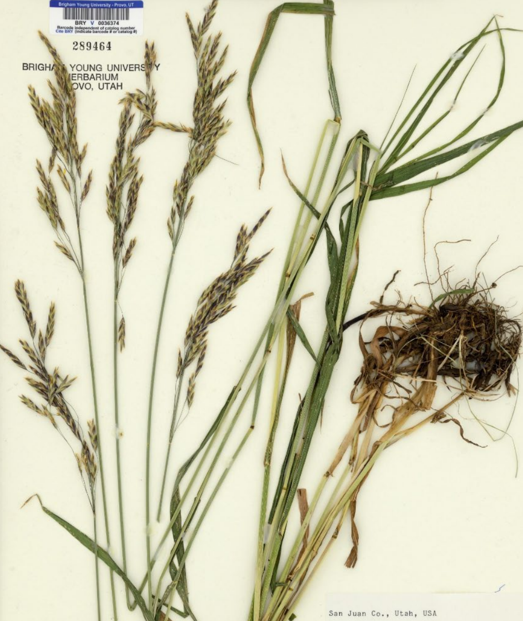 <p>Spikelets long, slender, not flat. No awns. W prominent on leaf. Florets compacted. Purpleish.</p>