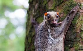 <p>In order dermoptera; family <span style="background-color: transparent;"><strong><span>Cynocephalidae </span></strong><span>(colugos)</span></span></p>