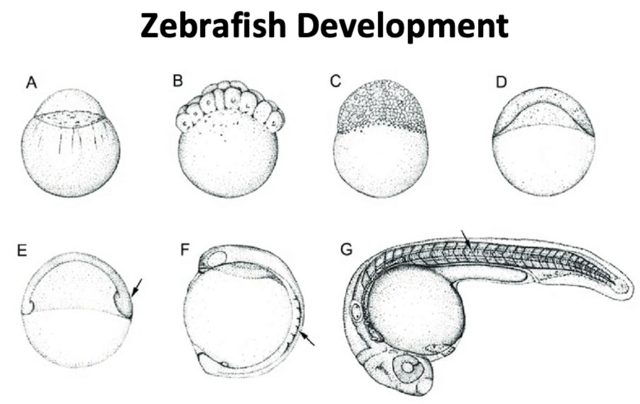 <p>-the study of how a multicellular organism forms from a single cell</p><p>-Sperm fertilizes egg, creating a zygote</p><p>-Zygote undergoes many cell divisions (proliferation)</p><p>-Cell-cell signaling and differential gene expression leads to the generation of different cell types and behaviors (cell differentiation).</p><p>-The coordinated proliferation, specification, and movement of cells generates the form of the embryo and adult (morphogenesis)</p><p></p><p>-think of zebrafish development</p>