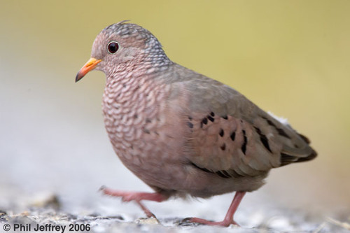 <p>Order: Columbiformes Family: Columbidae</p>