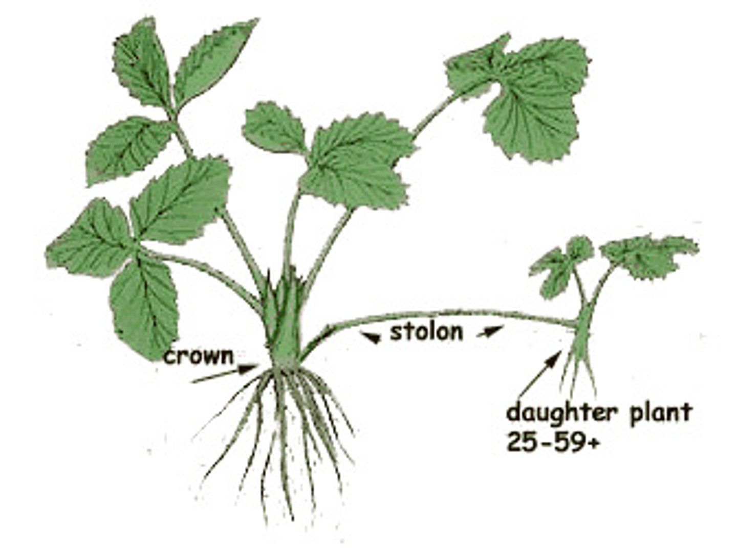 <p>a creeping horizontal plant stem or runner that takes root at points along its length to form new plants (underground)</p>