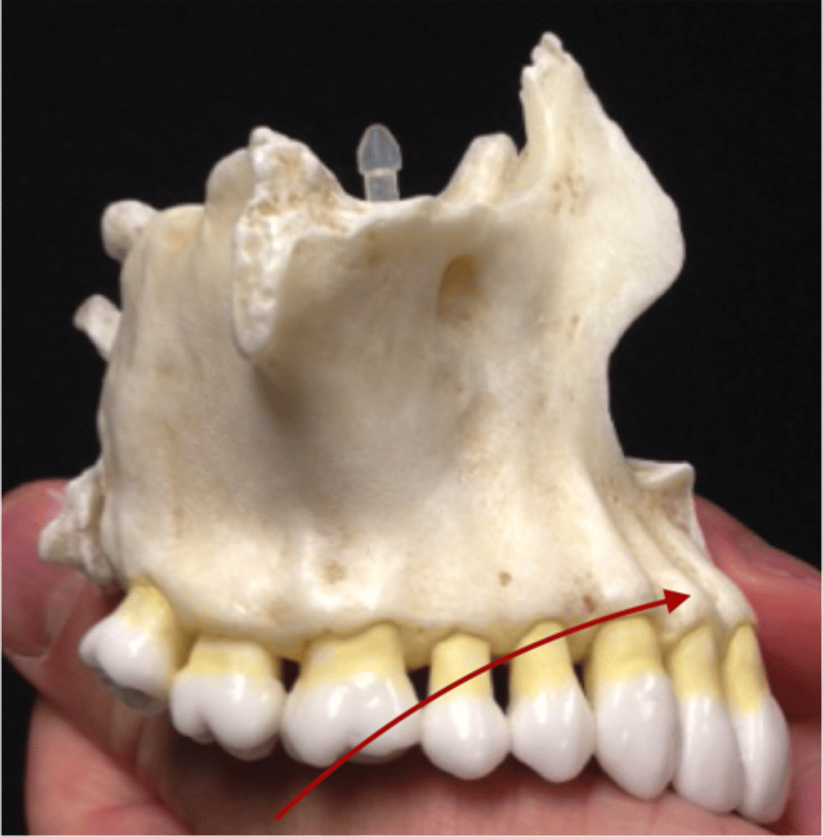 knowt flashcard image