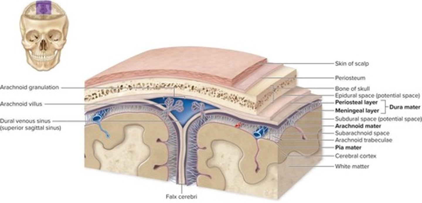 <p>Pia mater, subarachnoid space, arachnoid mater, subdural space, inner meningeal layer of dura mater, outer periosteal layer of dura mater</p>