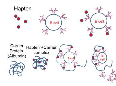 <p>Small molecules that, by themselves, are not capable of inducing an immune response because they are too small to be recognized by the immune system. However, when they attach to a larger carrier molecule, usually a protein, they form a complex that becomes immunogenic. This complex can then be recognized by antibodies and elicit an immune response. <a target="_blank" rel="noopener noreferrer nofollow" class="link" href="https://youtu.be/unm-vjs5CTY" download="true">Video</a></p>