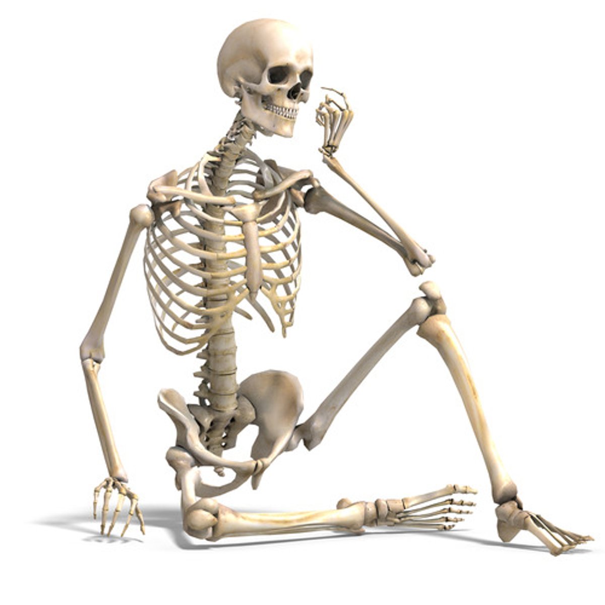 <p>Bone</p>