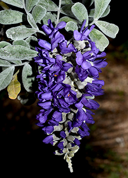<p>Scientific Name</p>