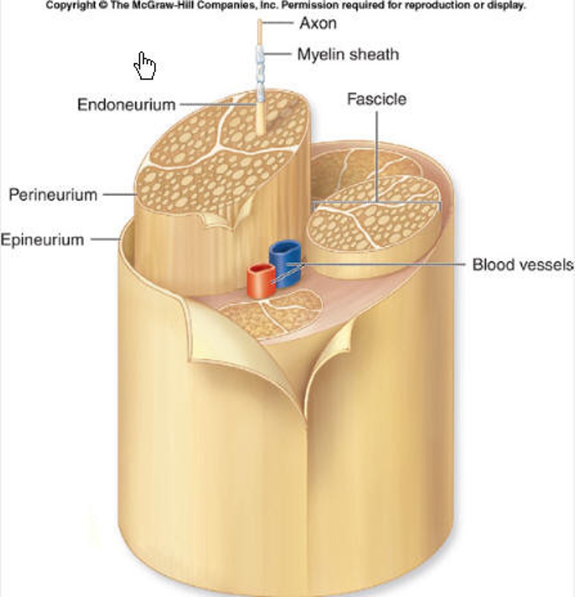 <p>outer layer of nerves surrounding everything (fibrous connective tissue)</p>