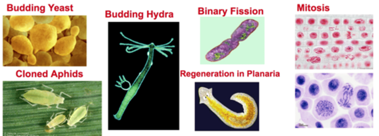 <p>Examples of this type of reproduction include binary fission, budding, regeneration, cloning and mitosis</p>