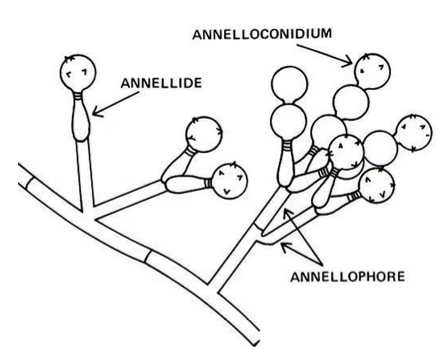 <p><u>similar to phialides</u>, but have <strong>rings</strong> <strong>around</strong> <strong>tip </strong>(where annello<u>conidia</u> forms)&nbsp;</p><p><em>annelloconidium can become spiny (echinulate) w/ age</em></p><p></p>