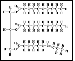 <p><span>How many saturated fats does the molecule below contain?</span></p>