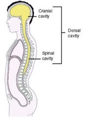 cranial cavity and spinal cavity