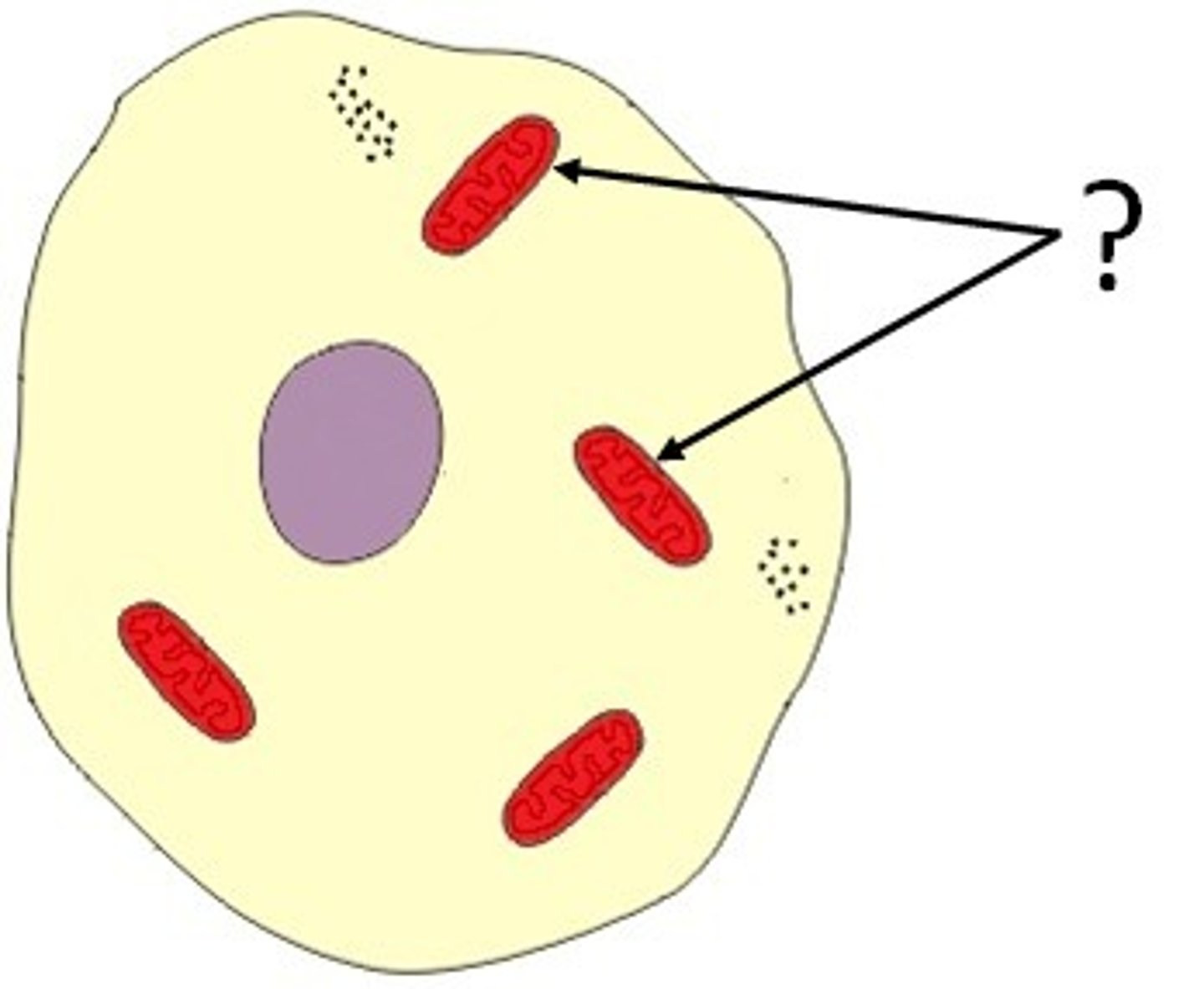 <p>The site of aerobic respiration in a cell</p>