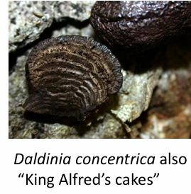 <p> Xylariales: Daldinia</p>