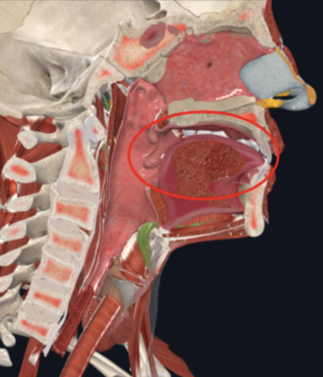 <p>manipulates food for chewing and swallowing; a taste organ</p>