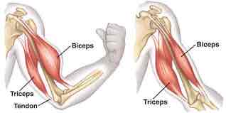 <p>Muscle groups occur in pairs, working with and against each other.</p><ul><li><p>Agonist: Primary joint mover (i.e. biceps)</p></li><li><p>Antagonist: Acts against the agonist to return the joint to original position</p></li></ul>