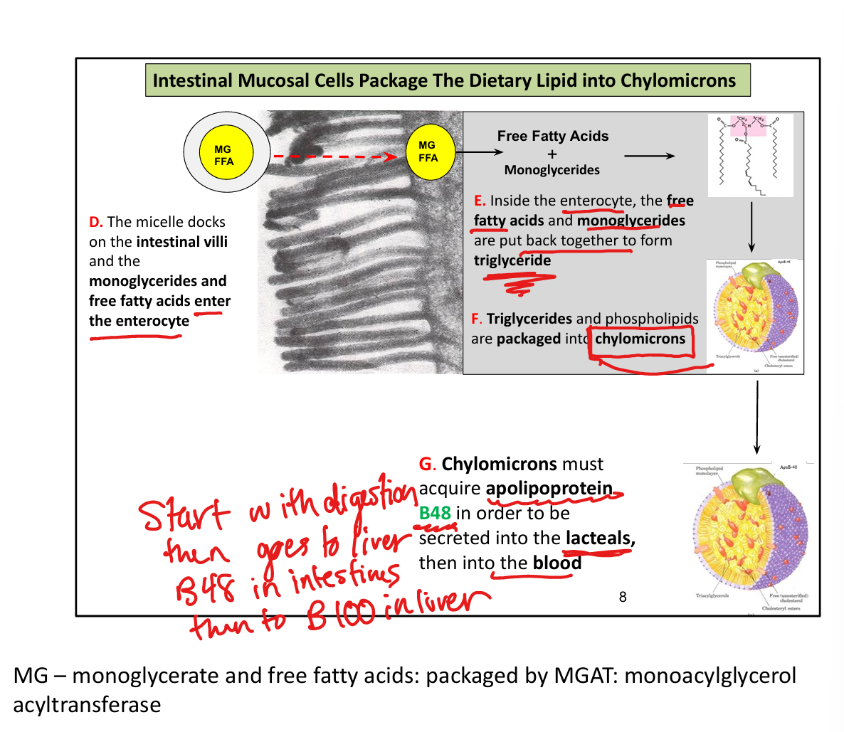 knowt flashcard image