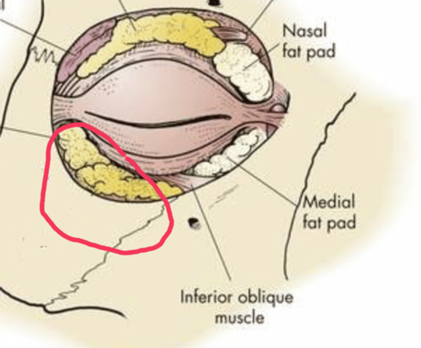 <p>specialized adipose tissue that fills the space within the eye socket, surrounding the eyeball extraocular muscles, nerves, and blood vessels; acts as a protective cushion for the eye, supporting and stabilizing the globe while allowing for movement and protecting delicate neural and vascular structures</p>