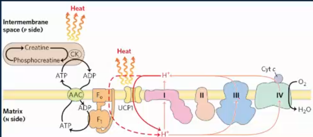 <p>carries thermogenin (aka uncoupling protein 1), and this is found in newborns and mammals adapted to the cold. This is going to uncouple the IMM, generating heat as a result. In other words, thermogenin allows mammals to stay warm in cold environments since it converts potential energy from the proton motive force into heat </p>