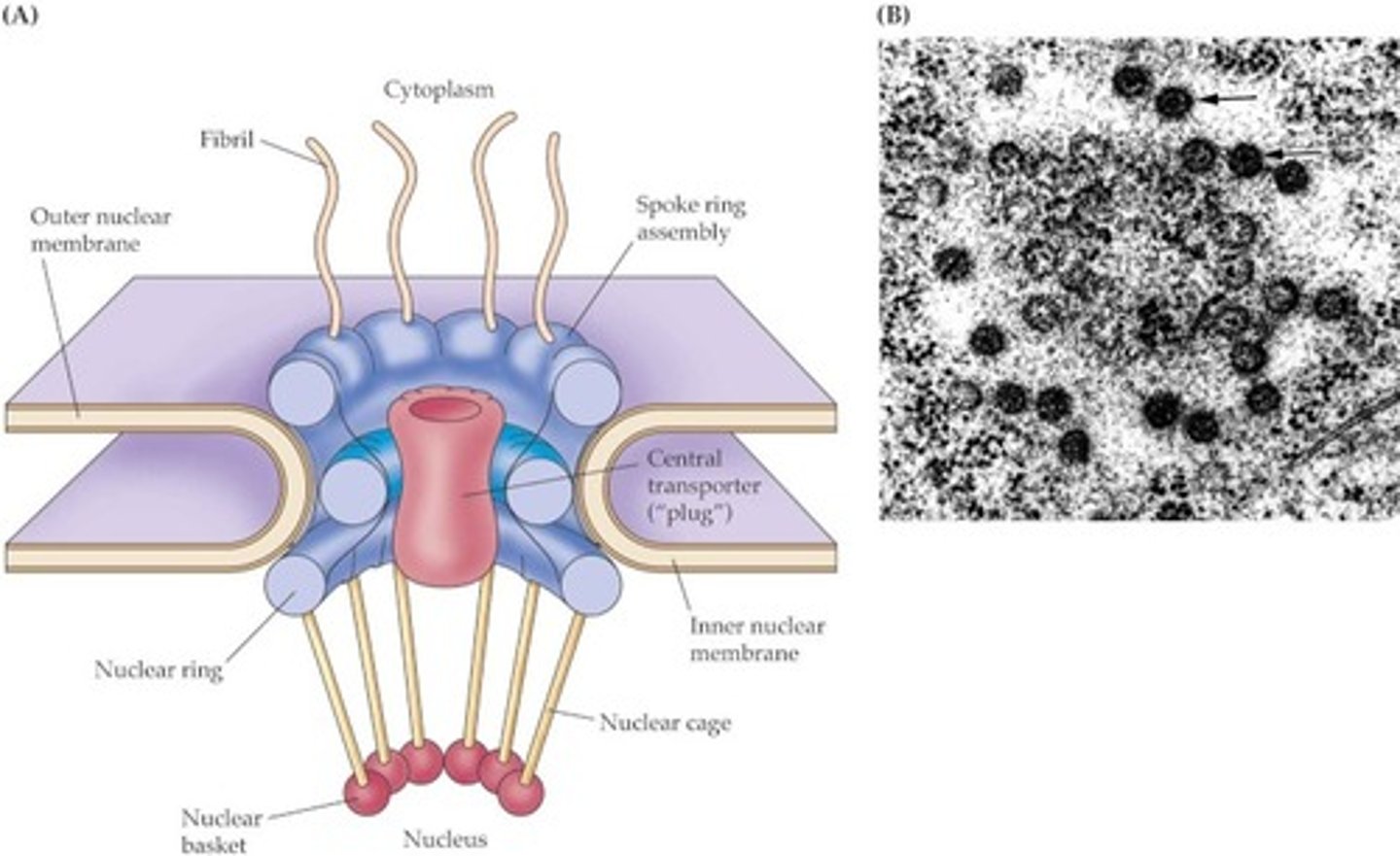 <p>- small molecules (glucose, urea, water) rapidly cross lipid membrane through nanometer pores</p><p>-transport proteins (holes) in lipid membrane can let them in</p>