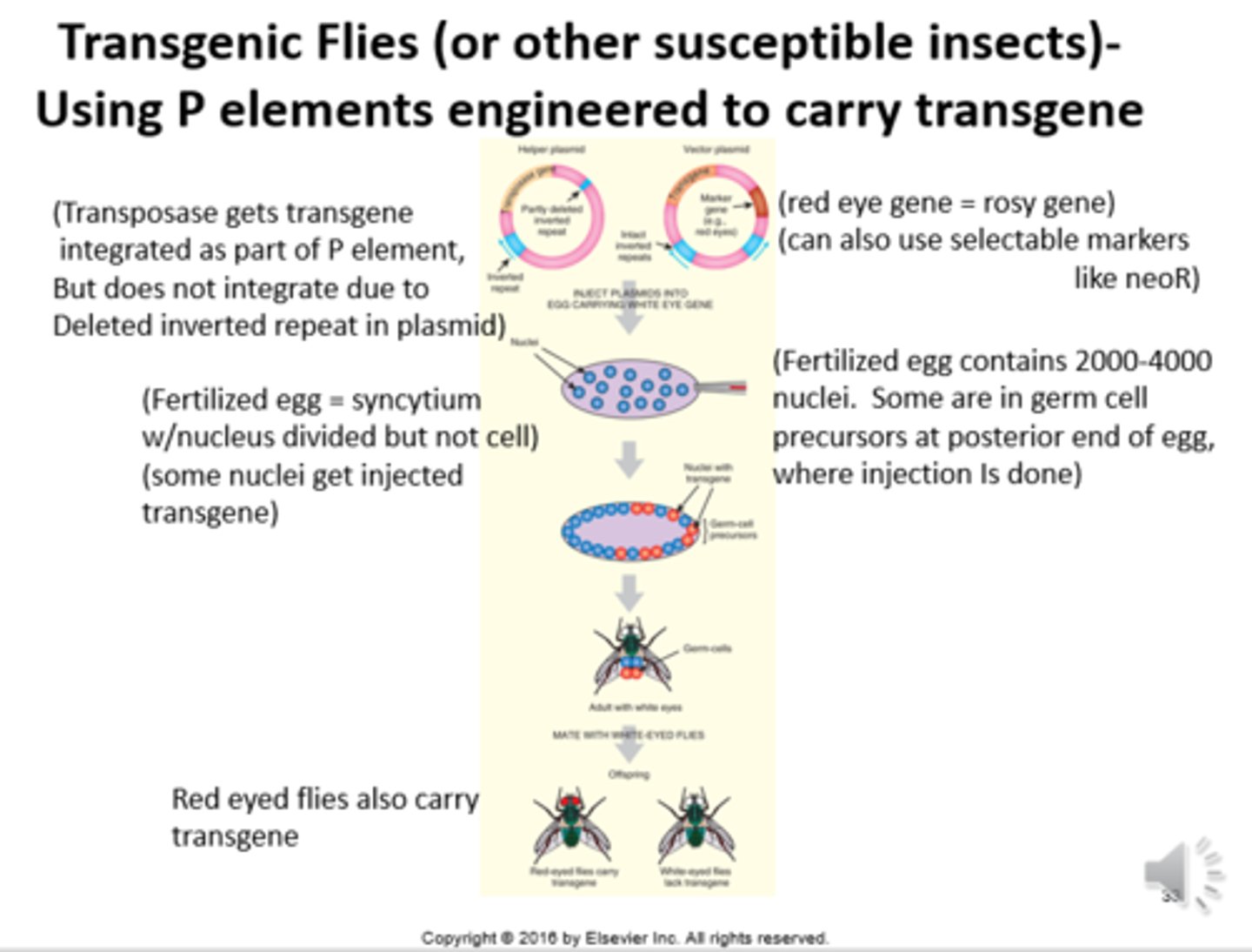 <p>False; "Transgenic flies...and transgene cassette."</p>