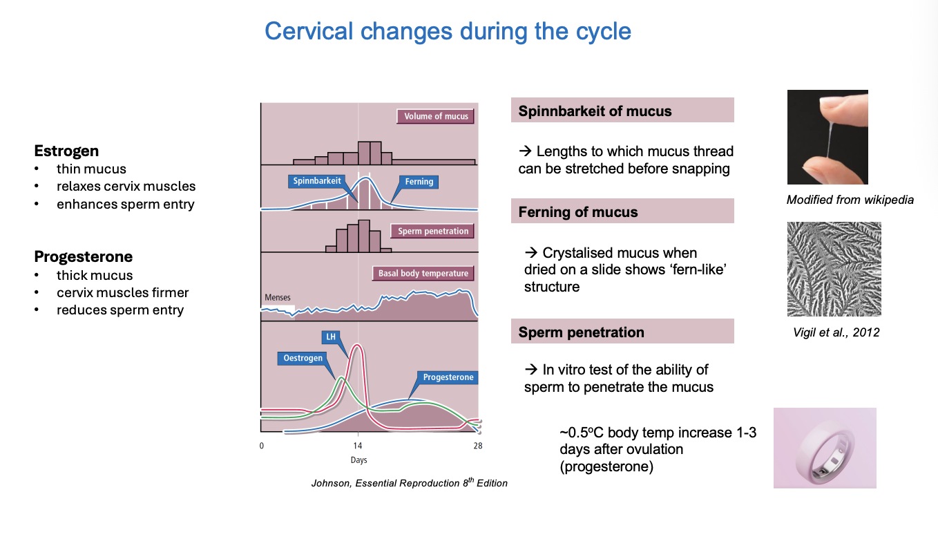 <ul><li><p><strong>Estrogen</strong>→ </p><ul><li><p>thin mucus</p></li><li><p>relaxes cervix muscles</p></li><li><p>enhances sperm entry</p></li></ul></li><li><p><strong>Progesterone</strong>→ </p><ul><li><p>thick mucus</p></li><li><p>cervix muscles firmer</p></li><li><p>reduces sperm entry</p></li><li><p>ALSO→ 0.5 degree increase in body temp 1-3 days after ovulation</p></li></ul></li></ul><p><strong>Features of mucus</strong></p><ol><li><p>Spinnbarkeit of mucus</p><ul><li><p>lengths to which mucus thread can be stretch before snapping</p></li></ul></li><li><p>Ferning of mucus</p><ul><li><p>crystalised mucus when dried on a slide shows ‘fern-like’ strucutre</p></li></ul></li><li><p>Sperm penetration</p><ul><li><p>in vitro test of ability of sperm to penetrate the mucus</p></li></ul></li></ol><p></p><p></p>