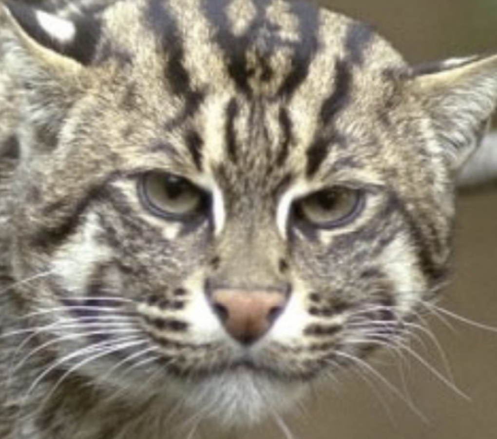 <p>Which of these are characteristics of Cytauzoon felis?</p>