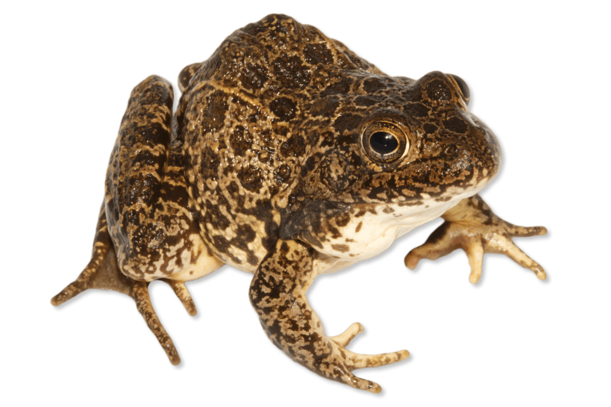 Northern Crawfish Frog