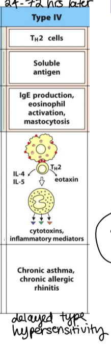 <ul><li><p><strong>immune reactant</strong>: Th2 cells</p></li><li><p><strong>antigen</strong>: soluble antigen</p></li><li><p><strong>effector mechanism</strong>: IgE production, eosinophil activation, mastocytosis</p></li><li><p><strong>examples of reaction</strong>: chronic asthma, chronic allergic rhinitis</p></li></ul><p></p>