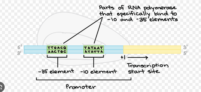 <p>The promoter consensus sequence is a short sequence of DNA found in the promoter regions of genes that is recognized by transcription machinery, such as RNA polymerase binding and transcription factors. These sequences are crucial for the accurate initiation of transcription.</p><p>These sequences are named based on their position relative to the transcription start site (where the transcription begins). The numbers (e.g., -10, -35) indicate how many base pairs upstream (before) the transcription start site the sequence occurs.</p>