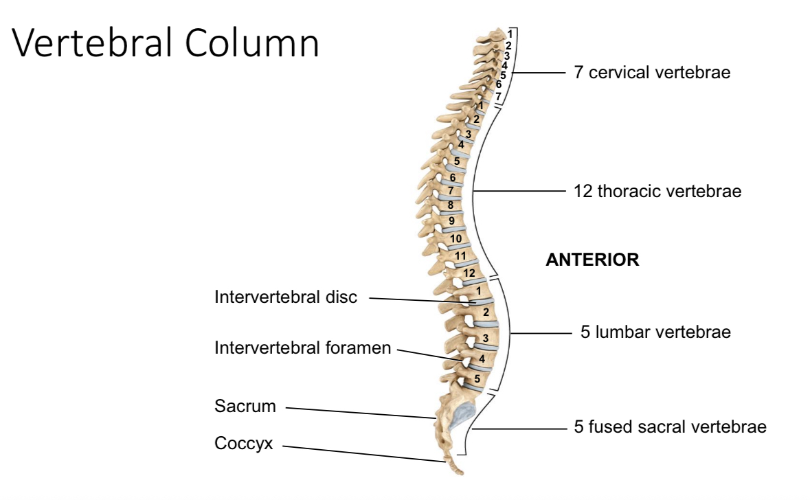 <p>Intervetebral foramen </p>