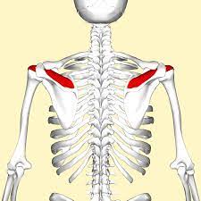 <p>Part of ROTATOR CUFF Origin: Supraspinous fossa of Scapula Insertion: Greater tubercle of Humerus Action: Abduction of arm</p>