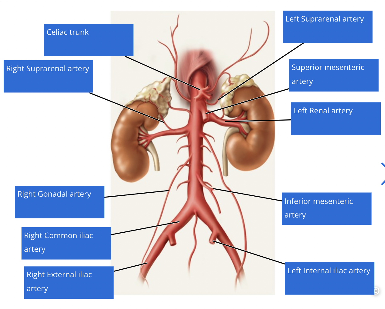 knowt flashcard image