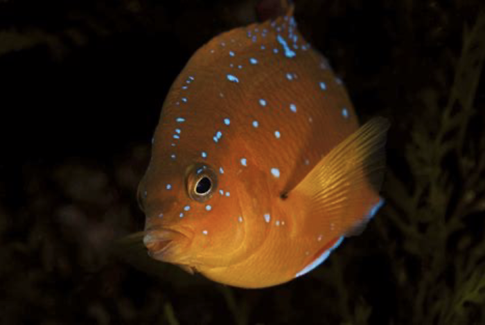 <p>Garibaldi</p>