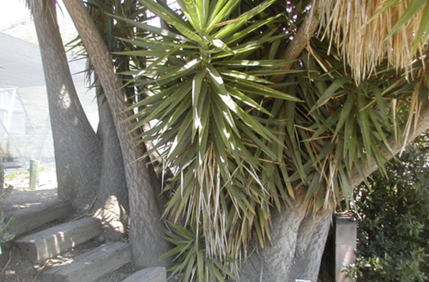 <p>Giant Yucca</p>