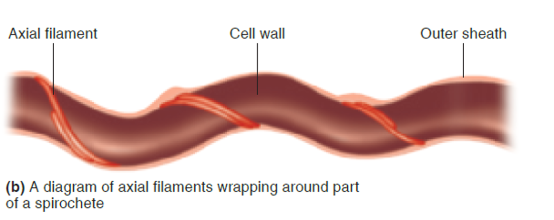 <p>Axial filaments (a.k.a Endoflagella)</p>