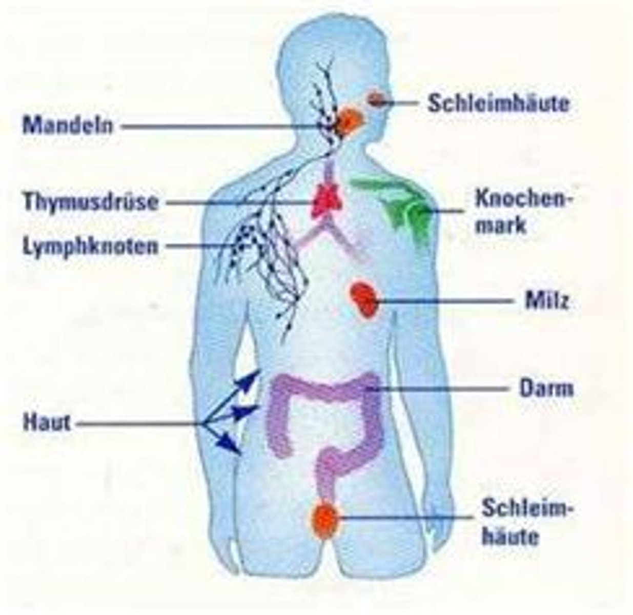<p>hệ thống miễn dịch</p>