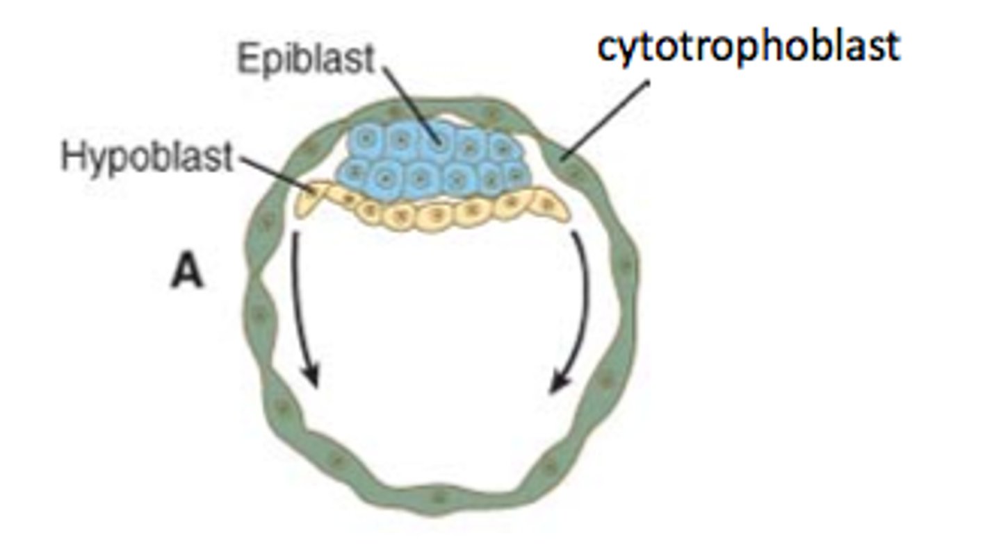 <p>hypoblast</p><p>(Note: only the extra-embryonic endoderm!)</p>