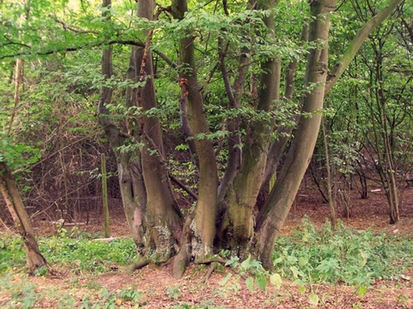<p>Maintains areas of different ages. </p><p>Protects some habitats such as heathland &amp; moorland becoming woodland.</p>
