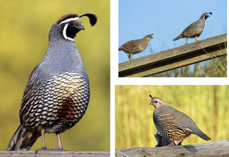 <p>California Quail</p>