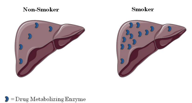 <p><strong>Metabolism - CYP Induction</strong></p>