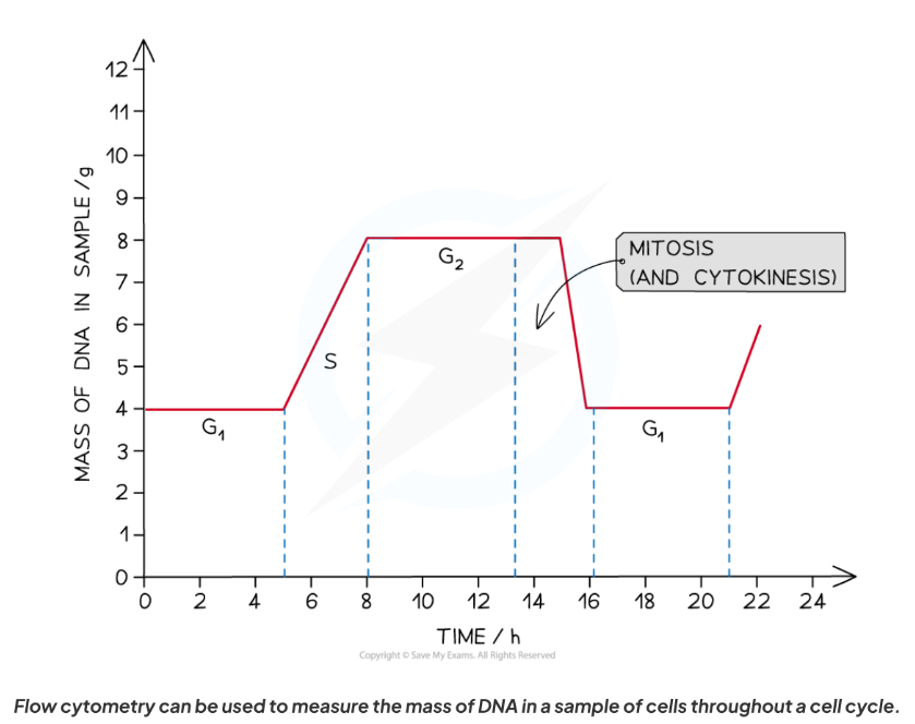 <ul><li><p><strong>Mitosis</strong> = nucleus divides.</p></li><li><p>Cell growth stops during the M phase</p></li><li><p><strong>Cytokinesis</strong> = cytoplasm divides, producing 2 genetically identical daughter cells.</p><ul><li><p>constriction of the cytoplasm between the two nuclei </p></li><li><p>in plant cells, a new cell wall is formed</p></li></ul></li></ul><p></p>