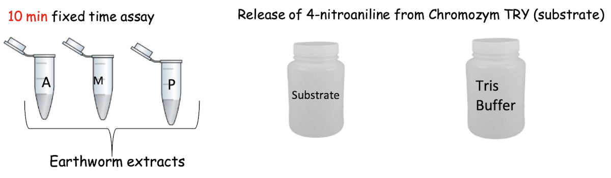 <p>a) Ax3; Mx3; Px3 (9 in total) <strong>of experimental sample: <mark data-color="blue" style="background-color: blue; color: inherit">200 μl of substrate + 50 μl of each extract</mark></strong></p><p>b)<strong> </strong>Ax3; Mx3; Px3 (9 in total) <strong>of </strong><span><strong>No substrate control:</strong> </span><strong><mark data-color="yellow" style="background-color: yellow; color: inherit">200 μl of buffer + 50 μl of extract </mark></strong><mark data-color="yellow" style="background-color: yellow; color: inherit"> </mark></p><p>c) x3 <strong>of No enzyme control: <mark data-color="red" style="background-color: red; color: inherit">200 μl of substrate + 50 μl of buffer</mark></strong></p><p><strong>21 wells in total</strong></p>