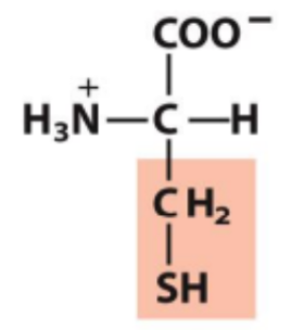 <p>Identify this amino acid</p>