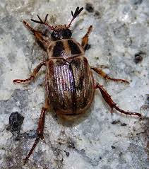 <p>Adult ~10 mm; grub 15–25 mm. Root-feeding grub; ornamental pest adults.</p>