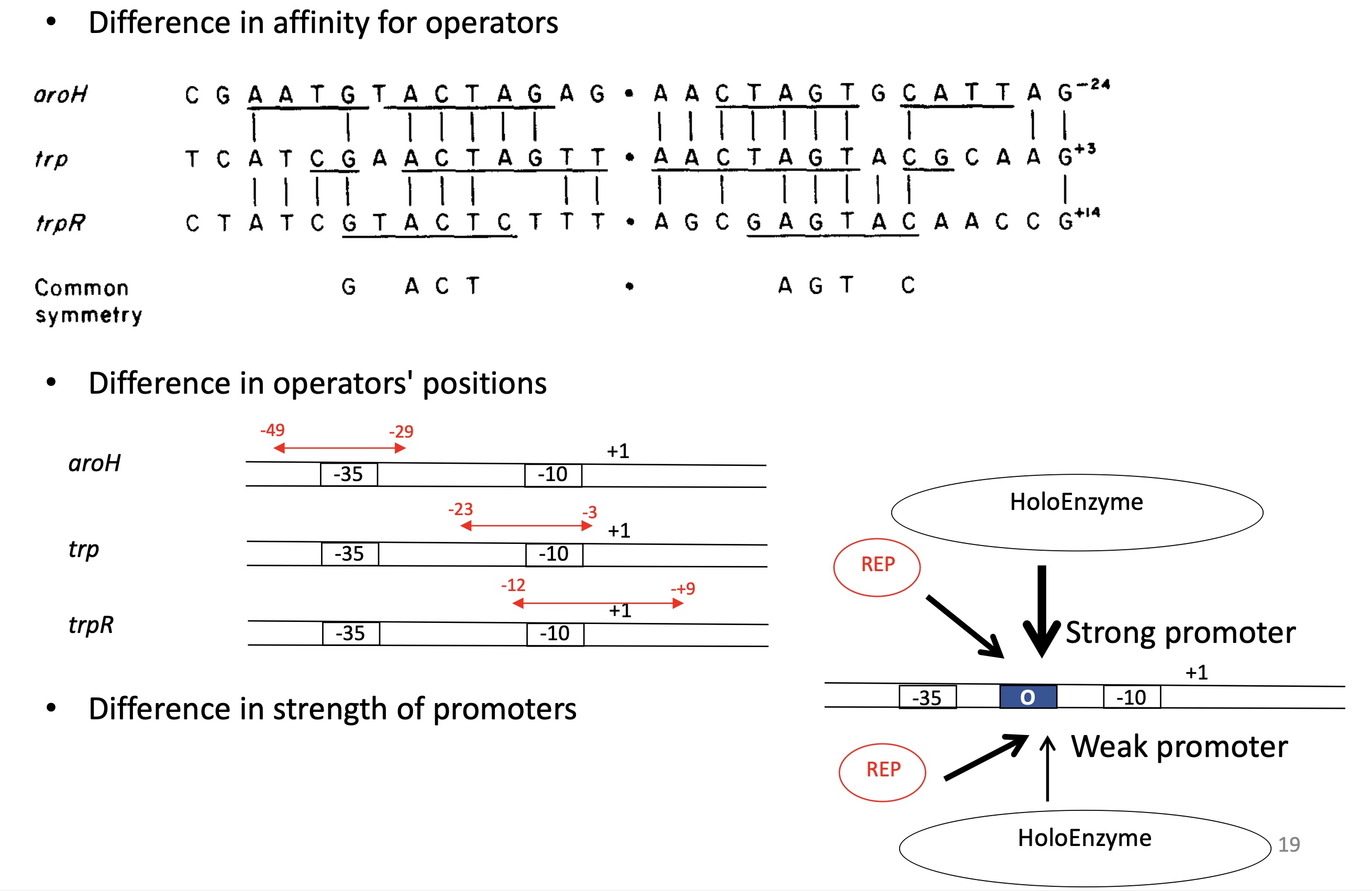 <p>TrpR has a different affinity for the operators of each gene (less similarity —&gt; weaker fixation —&gt; less repression)</p><p>The position of the operator on each gene : stronger when operator is around -10 and weaker around -35)</p><p>Depends on the strength of the promoter : if strong promoter —&gt; strong competition between TrpR &amp; holoenzyme  —&gt; less repression [and vise versa]</p>