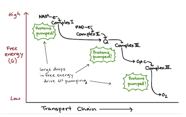 <ul><li><p>Free energy lost by electrons at each step/complex (exergonic) is used to pump hydrogen ions from mitochondrial matrix into intermembrane space&nbsp;</p></li><li><p>This sets up a hydrogen ion concentration and electric gradient (electrochemical gradient) across the membrane, which is used to phosphorylate ADP → ATP</p></li></ul><p></p>