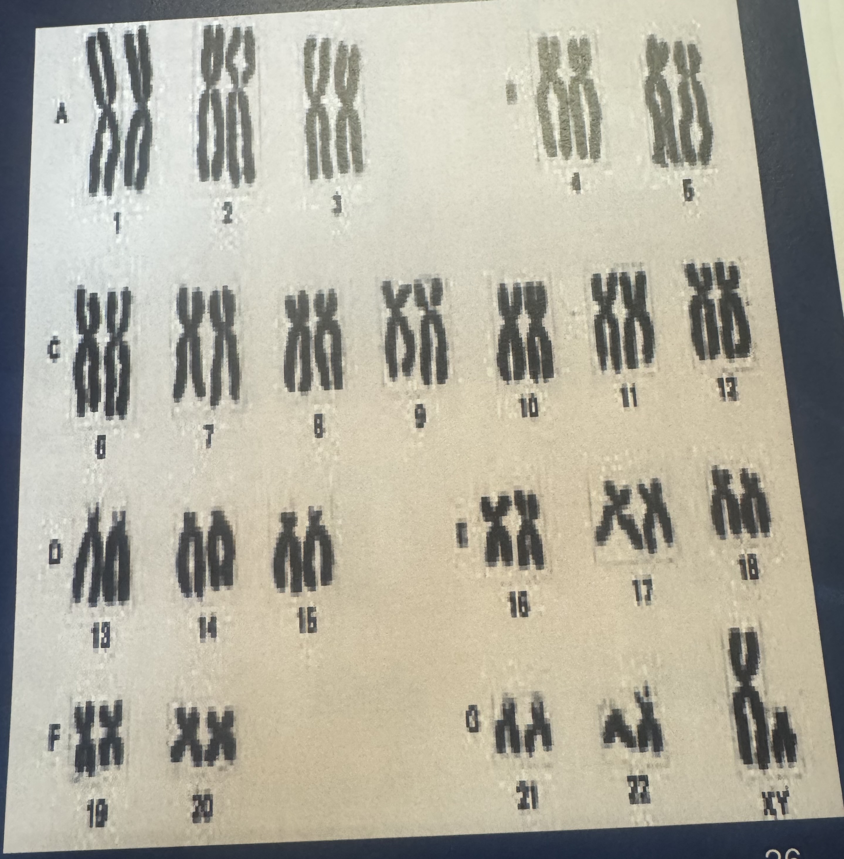 <p>They are arranged and numbered by size, from largest to smallest.</p>