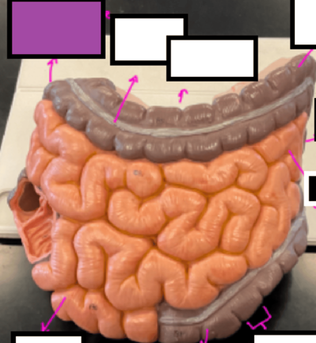 knowt flashcard image