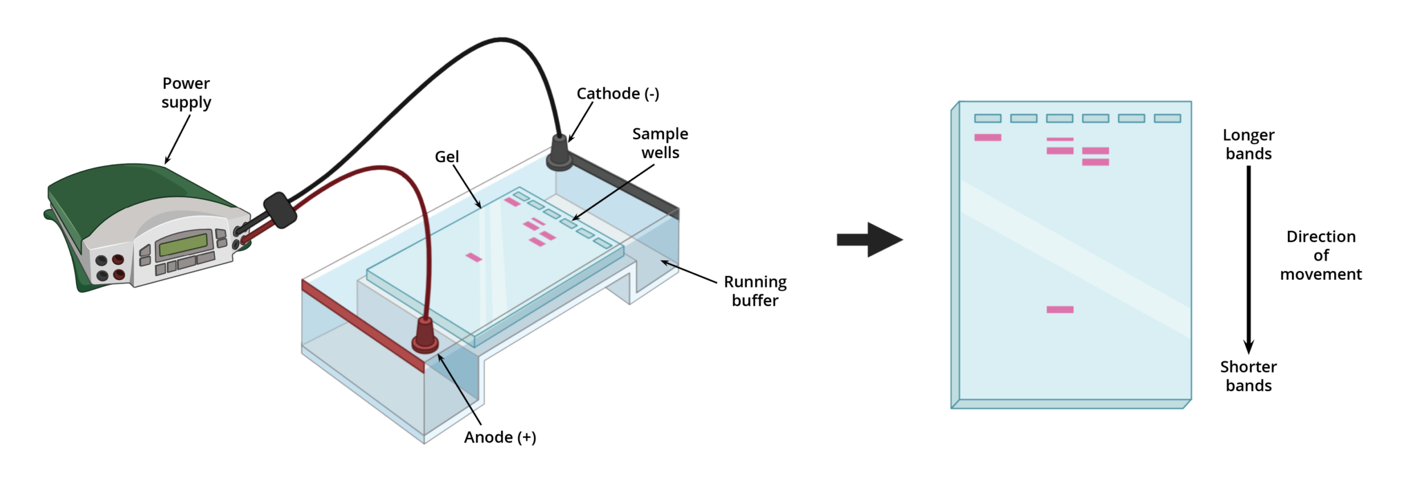 <p>DNA is cut into fragments of various lengths. These are placed in a gel box in which a current runs through. One side is negative and the other is positive. As DNA is negative, it is attracted to the positive side. These fragments will move through the gel based on their size and charge. The smallest fragments and the most charged fragments travel the furthest</p>