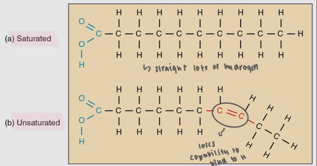 <p><strong>Only saturated fatty acids = saturated fat</strong></p><p><strong>One of the fatty acids is unsaturated = unsaturated fat</strong></p><p><strong>Saturated</strong> - No C=C, more hydrogen</p><ul><li><p>triglyceride w/ 3 saturated fatty acids</p><ul><li><p>fats, solid, from animals</p></li></ul></li></ul><p><strong>Unsaturated </strong>- at least one C=C, less H</p><ul><li><p>triglyceride w/ at least one unsaturated fatty acid</p><ul><li><p>oils, from plants, liquid</p></li></ul></li></ul><p></p>